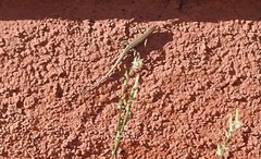 Podarcis guadarramae