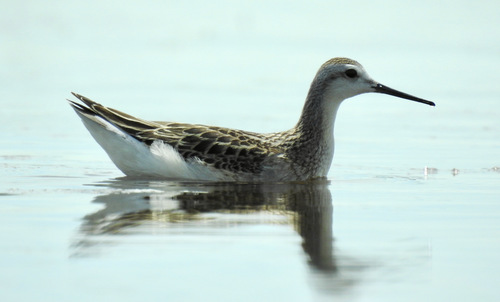 Phalarope de Wilson