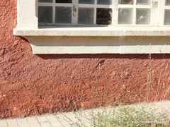 Podarcis guadarramae