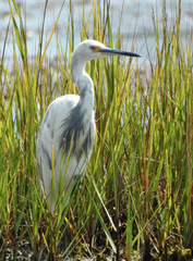 Egretta thula × tricolor