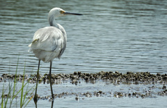 Egretta thula × tricolor