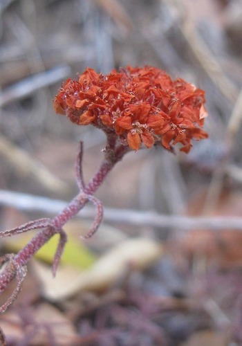 Crassula pruinosa