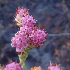 Erica labialis
