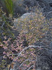 Erica labialis