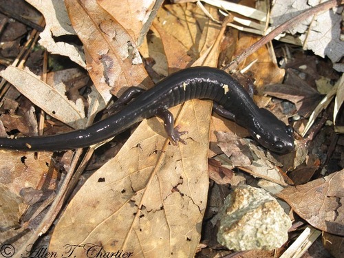 South Carolina Slimy Salamander