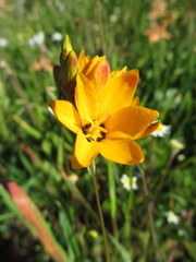 Ixia maculata
