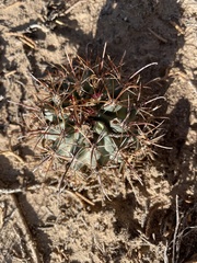 Sclerocactus cloverae