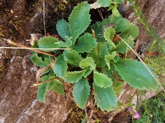 Anarrhinum