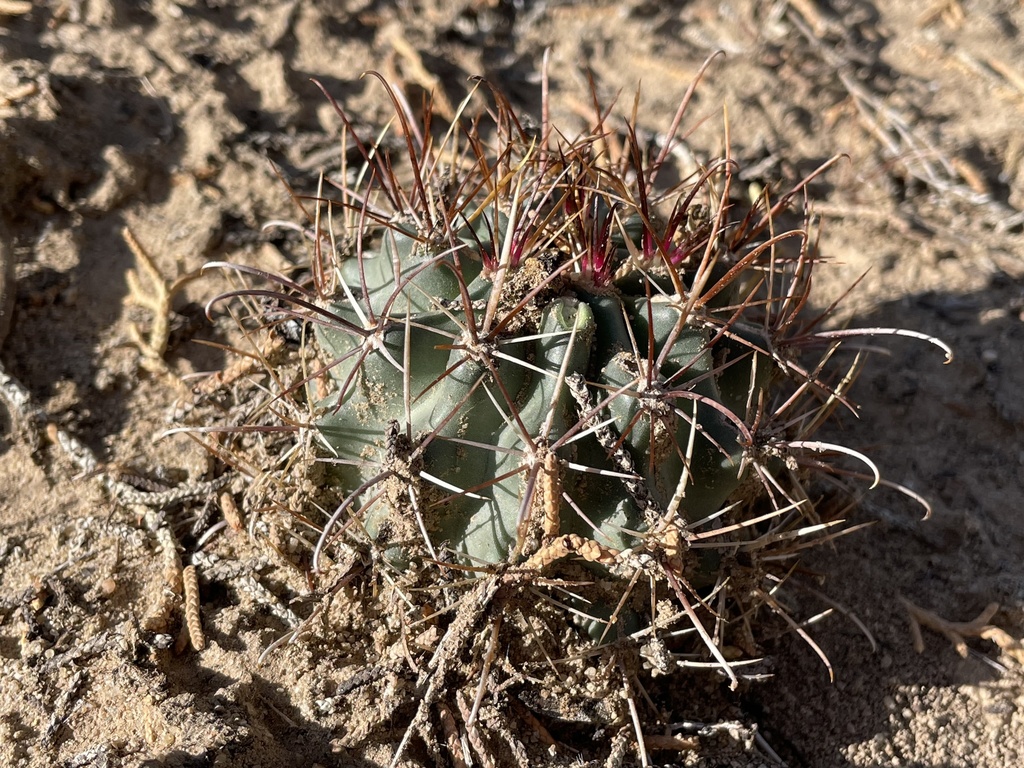 Sclerocactus cloverae