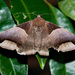 Echo Moth - Photo (c) magriet b, some rights reserved (CC BY-SA), uploaded by magriet b