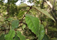 Trichocladus crinitus