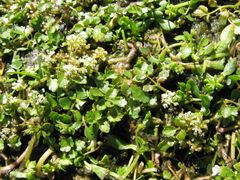 Helosciadium inundatum