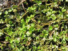 Helosciadium inundatum