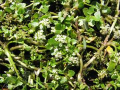 Helosciadium inundatum
