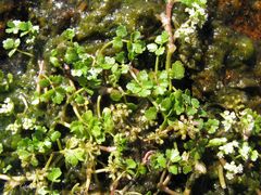Helosciadium inundatum