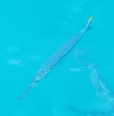 Hemiramphus bermudensis