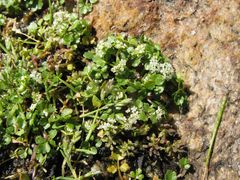 Helosciadium inundatum