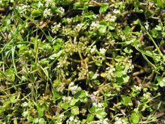 Helosciadium inundatum