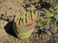 Brunsvigia bosmaniae