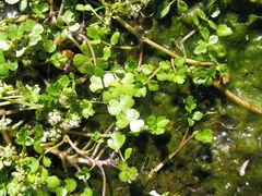 Helosciadium inundatum