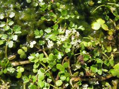 Helosciadium inundatum