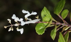 Plectranthus verticillatus