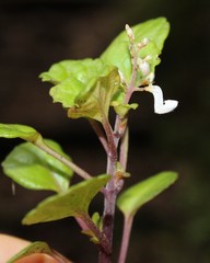 Plectranthus verticillatus