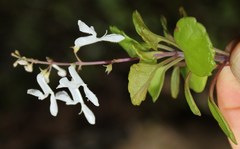 Plectranthus verticillatus