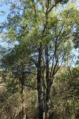 Pleurostylia capensis