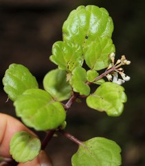 Plectranthus verticillatus