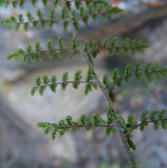 Cheilanthes parviloba