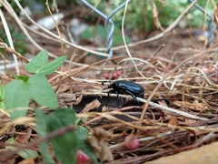 Cotinis antonii
