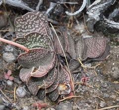 Gasteria disticha disticha