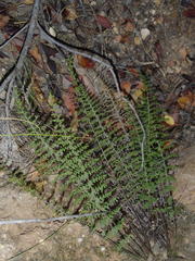 Cheilanthes parviloba