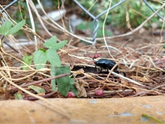 Cotinis antonii