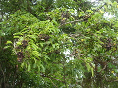 Cordia caffra