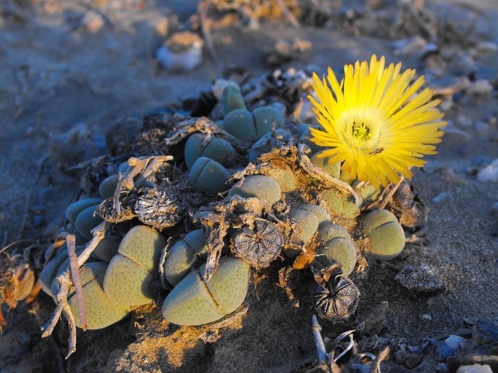 Cheiridopsis verrucosa