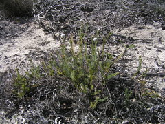Serruria trilopha