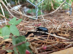 Cotinis antonii