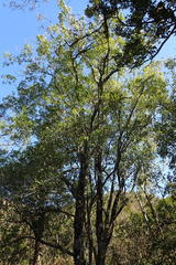 Pleurostylia capensis