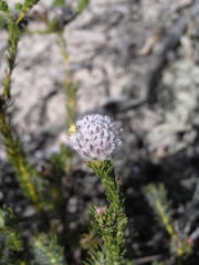 Serruria trilopha
