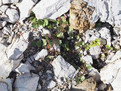 Micranthes nelsoniana