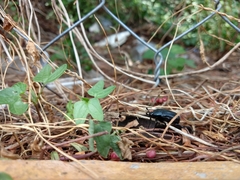 Cotinis antonii