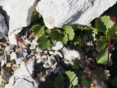 Micranthes nelsoniana