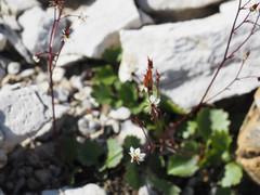 Micranthes nelsoniana