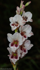Gladiolus serpenticola