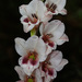 Serpentine Gladiolus - Photo (c) Robert Archer, some rights reserved (CC BY-NC), uploaded by Robert Archer
