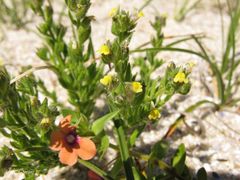 Linaria arenaria