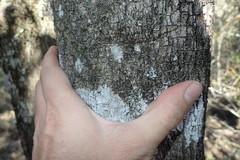 Pleurostylia capensis