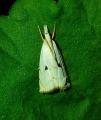 Calamotropha latella